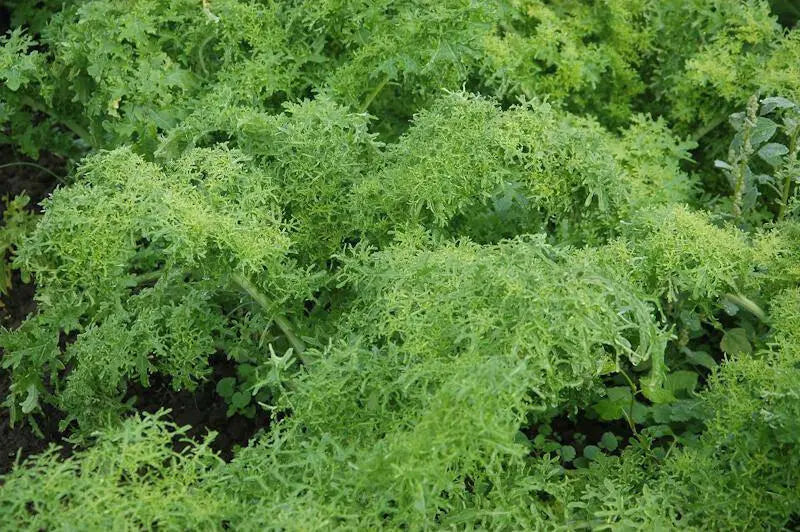 Golden FRILL ,MUSTARD SEEDS, ASIAN VEGETABLE - Caribbean garden seed