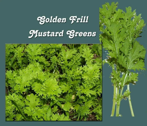 Golden Frills Mustard Green Seed , Asian Vegetables - Caribbean garden seed
