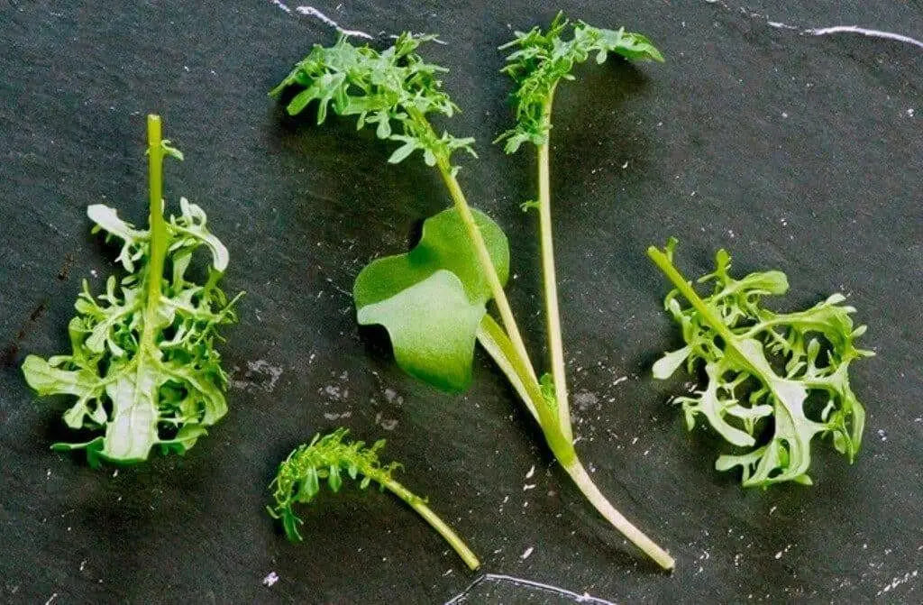 Golden Frills Mustard Green Seed , Asian Vegetables - Caribbean garden seed