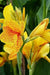 GOLDEN LUCIFER CANNA LILY- TROPICAL  foliage ! - Caribbean garden seed