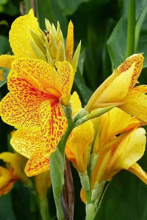 GOLDEN LUCIFER CANNA LILY- TROPICAL  foliage ! - Caribbean garden seed
