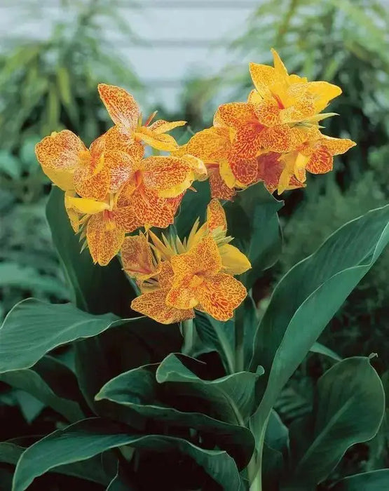 GOLDEN LUCIFER CANNA LILY- TROPICAL  foliage ! - Caribbean garden seed