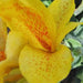 GOLDEN LUCIFER CANNA LILY- TROPICAL  foliage ! - Caribbean garden seed