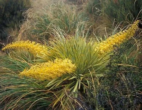 Golden Speargrass Seeds, PERENNIAL FLOWERS - Caribbean garden seed