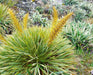 Golden Speargrass Seeds, PERENNIAL FLOWERS - Caribbean garden seed