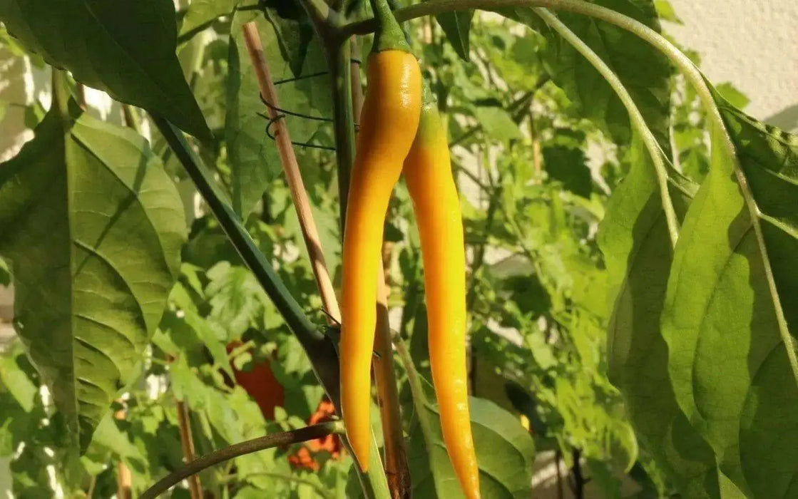 Golden Cayenne ,Pepper SEEDS- (Capsicum annuum)  hot - Caribbean garden seed