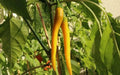 Golden Cayenne ,Pepper SEEDS- (Capsicum annuum)  hot - Caribbean garden seed