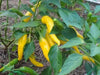 Golden Cayenne ,Pepper SEEDS- (Capsicum annuum)  hot - Caribbean garden seed