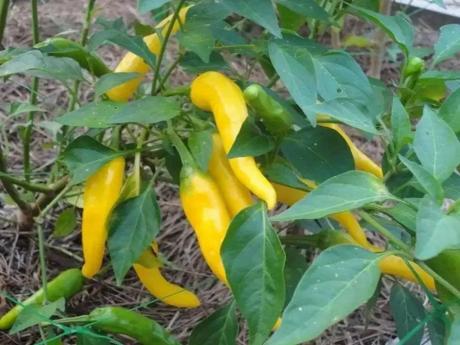 Golden Cayenne ,Pepper SEEDS- (Capsicum annuum)  hot - Caribbean garden seed