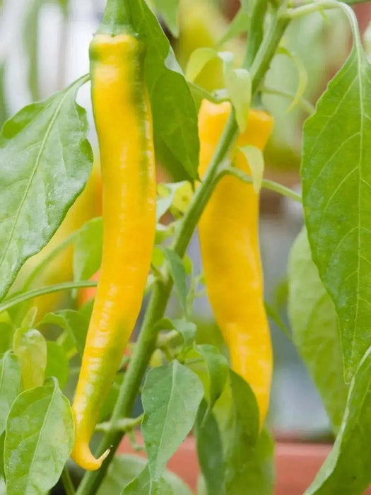 Golden Cayenne ,Pepper SEEDS- (Capsicum annuum)  hot - Caribbean garden seed