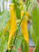 Golden Cayenne ,Pepper SEEDS- (Capsicum annuum)  hot - Caribbean garden seed