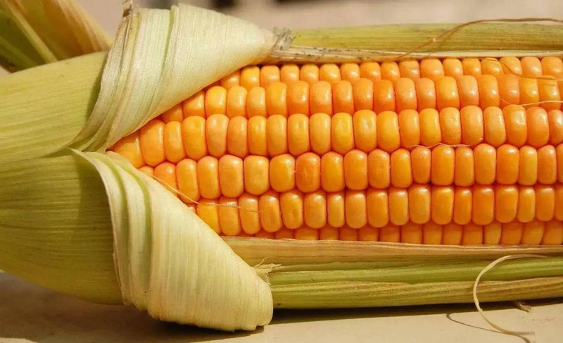 Golden Bantam Corn Seed (O.P.Open pollination) Heirloom - Caribbean garden seed