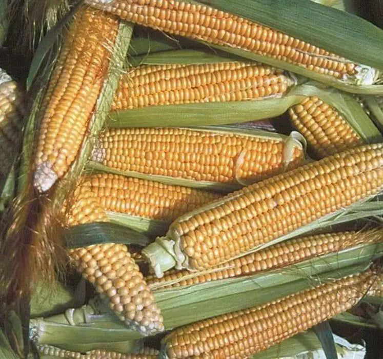 Golden Bantam Corn Seed (O.P.Open pollination) Heirloom - Caribbean garden seed