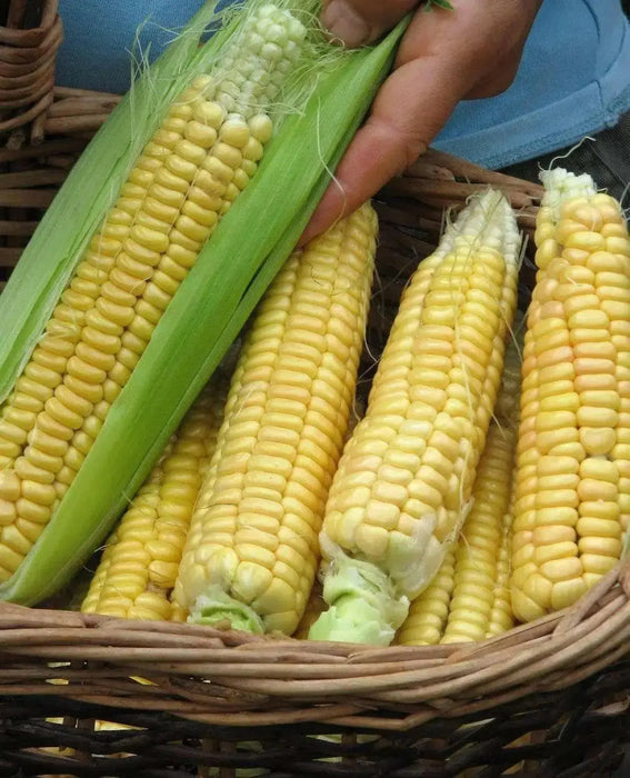 Golden Bantam Corn Seed (O.P.Open pollination) Heirloom - Caribbean garden seed