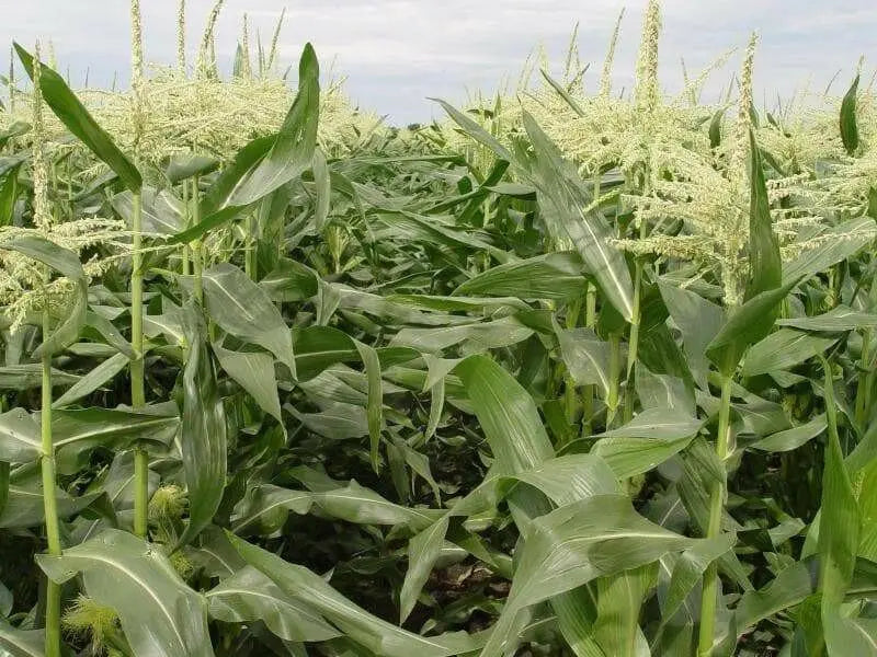 Golden Bantam Corn Seed (O.P.Open pollination) Heirloom - Caribbean garden seed