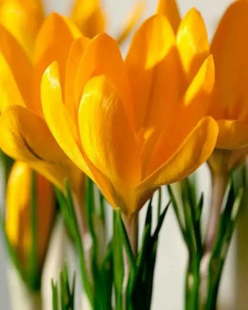 GIANT YELLOW ,Crocus Bulbs - Caribbean garden seed