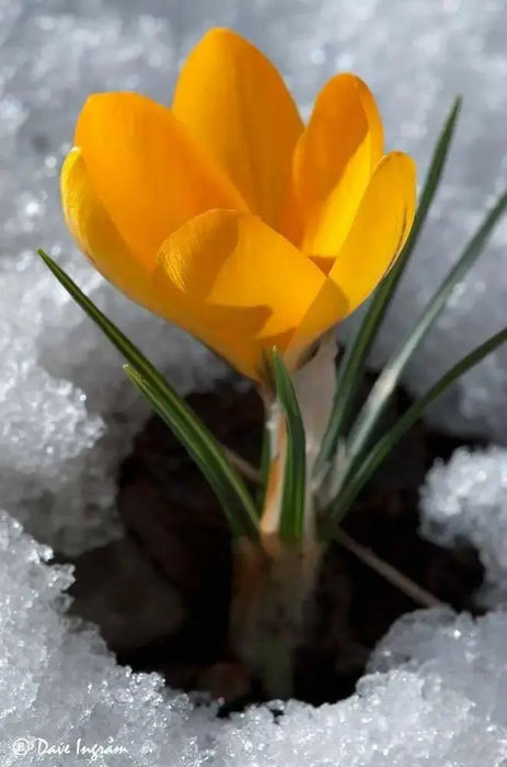 GIANT YELLOW ,Crocus Bulbs - Caribbean garden seed