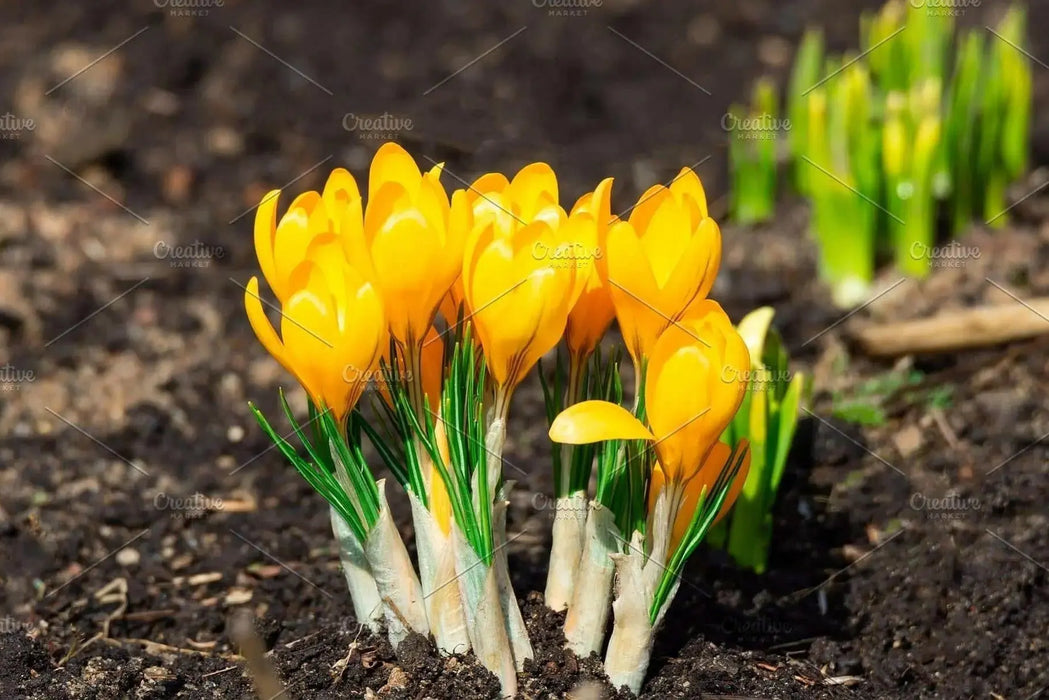 GIANT YELLOW ,Crocus Bulbs - Caribbean garden seed