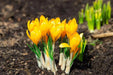 GIANT YELLOW ,Crocus Bulbs - Caribbean garden seed
