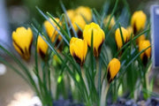 GIANT YELLOW ,Crocus Bulbs - Caribbean garden seed