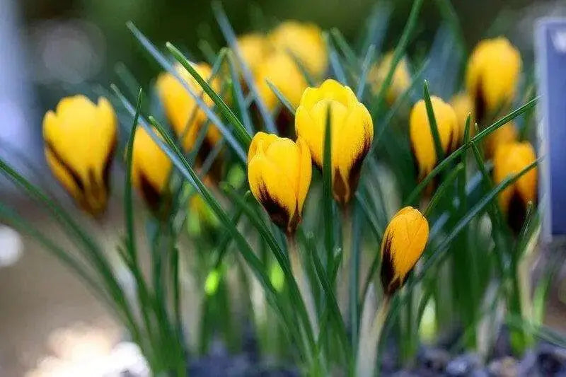GIANT YELLOW ,Crocus Bulbs - Caribbean garden seed
