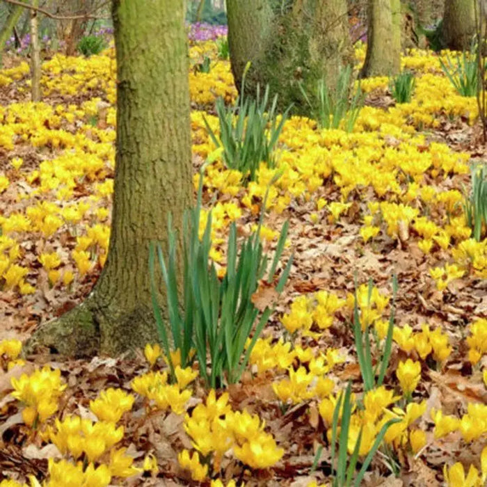 GIANT YELLOW ,Crocus Bulbs - Caribbean garden seed
