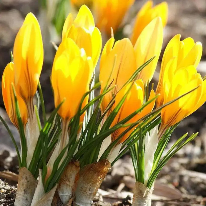 GIANT YELLOW ,Crocus Bulbs - Caribbean garden seed