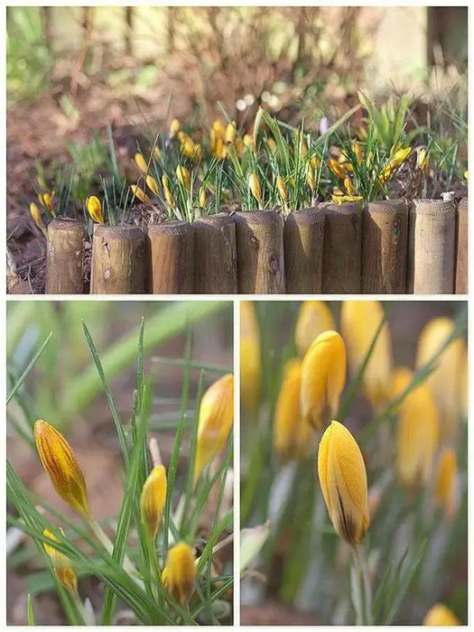 GIANT YELLOW ,Crocus Bulbs - Caribbean garden seed