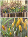 GIANT YELLOW ,Crocus Bulbs - Caribbean garden seed