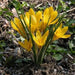 GIANT YELLOW ,Crocus Bulbs - Caribbean garden seed