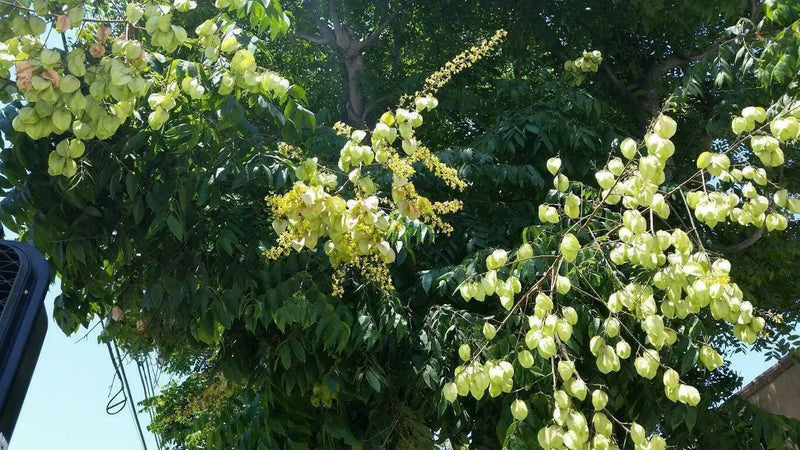 Golden Rain Tree Seeds, Pride Of India, Varnish Tree - Caribbean garden seed