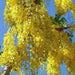 Golden Rain Tree Seeds, Pride Of India, Varnish Tree - Caribbean garden seed