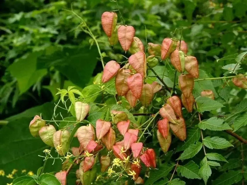 Golden Rain Tree Seeds, Pride Of India, Varnish Tree - Caribbean garden seed