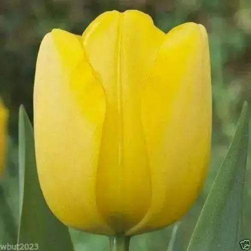 Golden Parade Tulip Bulbs,(25 Bulbs) Huge flowers,Now shipping - Caribbean garden seed
