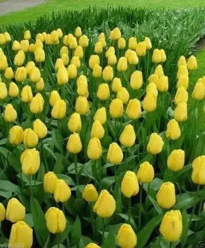 Golden Parade Tulip Bulbs,(25 Bulbs) Huge flowers,Now shipping - Caribbean garden seed