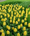 Golden Parade Tulip Bulbs,(25 Bulbs) Huge flowers,Now shipping - Caribbean garden seed