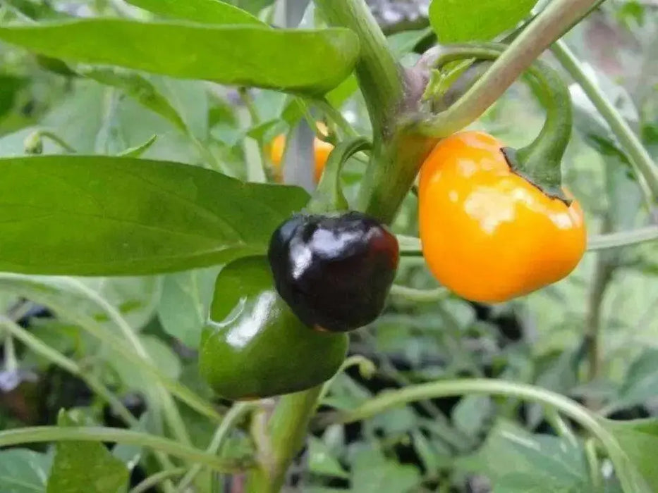 Golden Nugget hot peppers HOT!-10 Seed - Caribbean garden seed