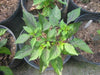 Golden Nugget hot peppers HOT!-10 Seed - Caribbean garden seed