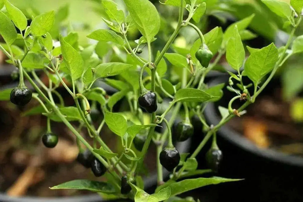 Golden Nugget hot peppers HOT!-10 Seed - Caribbean garden seed