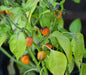 Golden Nugget hot peppers HOT!-10 Seed - Caribbean garden seed