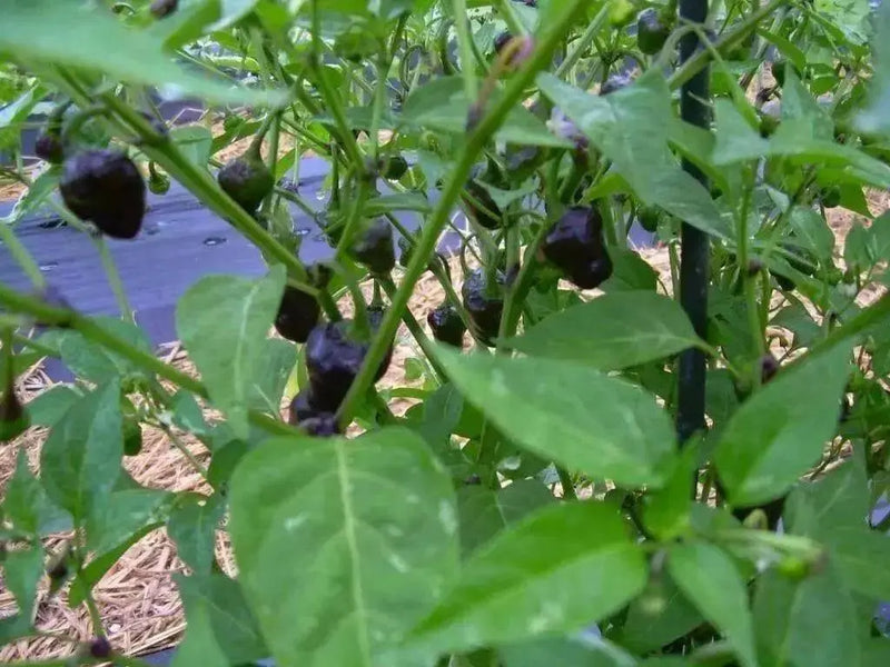 Golden Nugget hot peppers HOT!-10 Seed - Caribbean garden seed