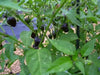 Golden Nugget hot peppers HOT!-10 Seed - Caribbean garden seed