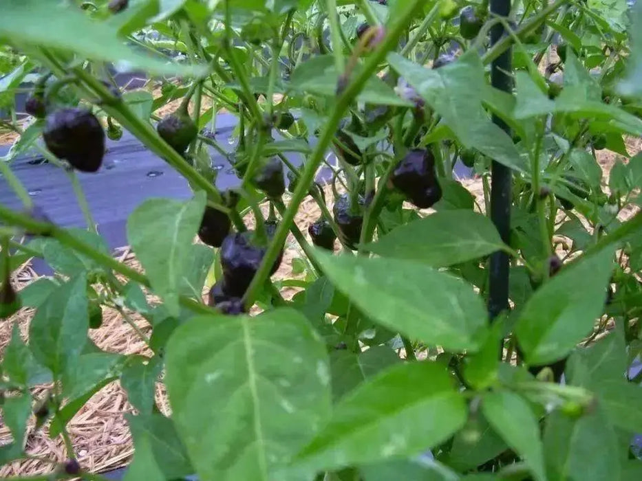 Golden Nugget hot peppers HOT!-10 Seed - Caribbean garden seed