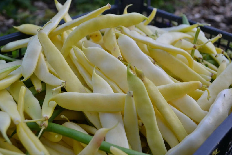 Gold of Bacau, POLE Bean seed, ORGANIC HEIRLOOM - Caribbean garden seed