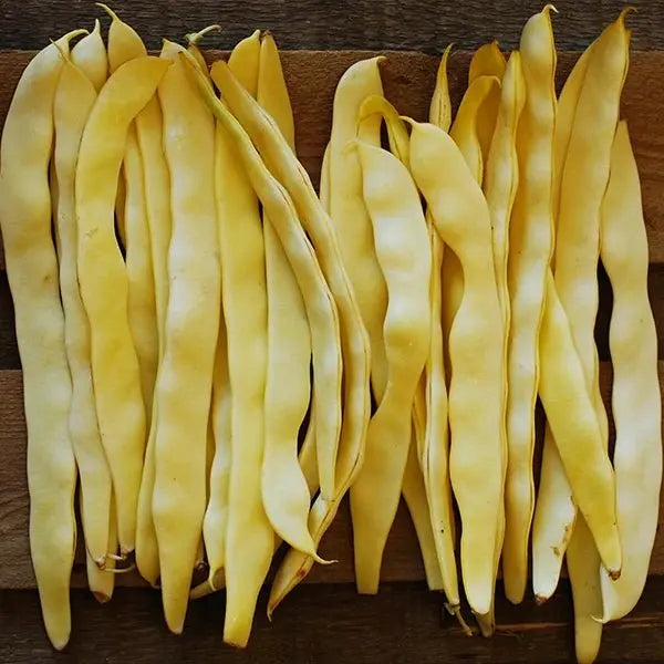 Gold of Bacau, POLE Bean seed, ORGANIC HEIRLOOM - Caribbean garden seed