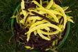 Gold of Bacau, POLE Bean seed, ORGANIC HEIRLOOM - Caribbean garden seed