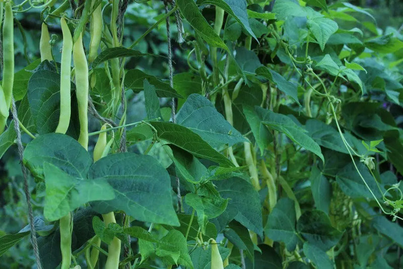 Gold of Bacau, POLE Bean seed, ORGANIC HEIRLOOM - Caribbean garden seed