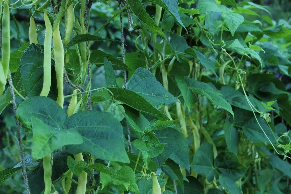 Gold of Bacau, POLE Bean seed, ORGANIC HEIRLOOM - Caribbean garden seed