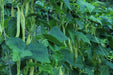 Gold of Bacau, POLE Bean seed, ORGANIC HEIRLOOM - Caribbean garden seed