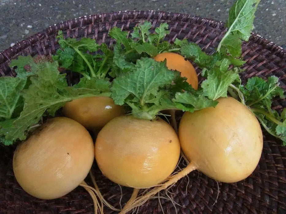 Golden Ball Turnip seeds , Heirloom VEGETABLE - Caribbean garden seed